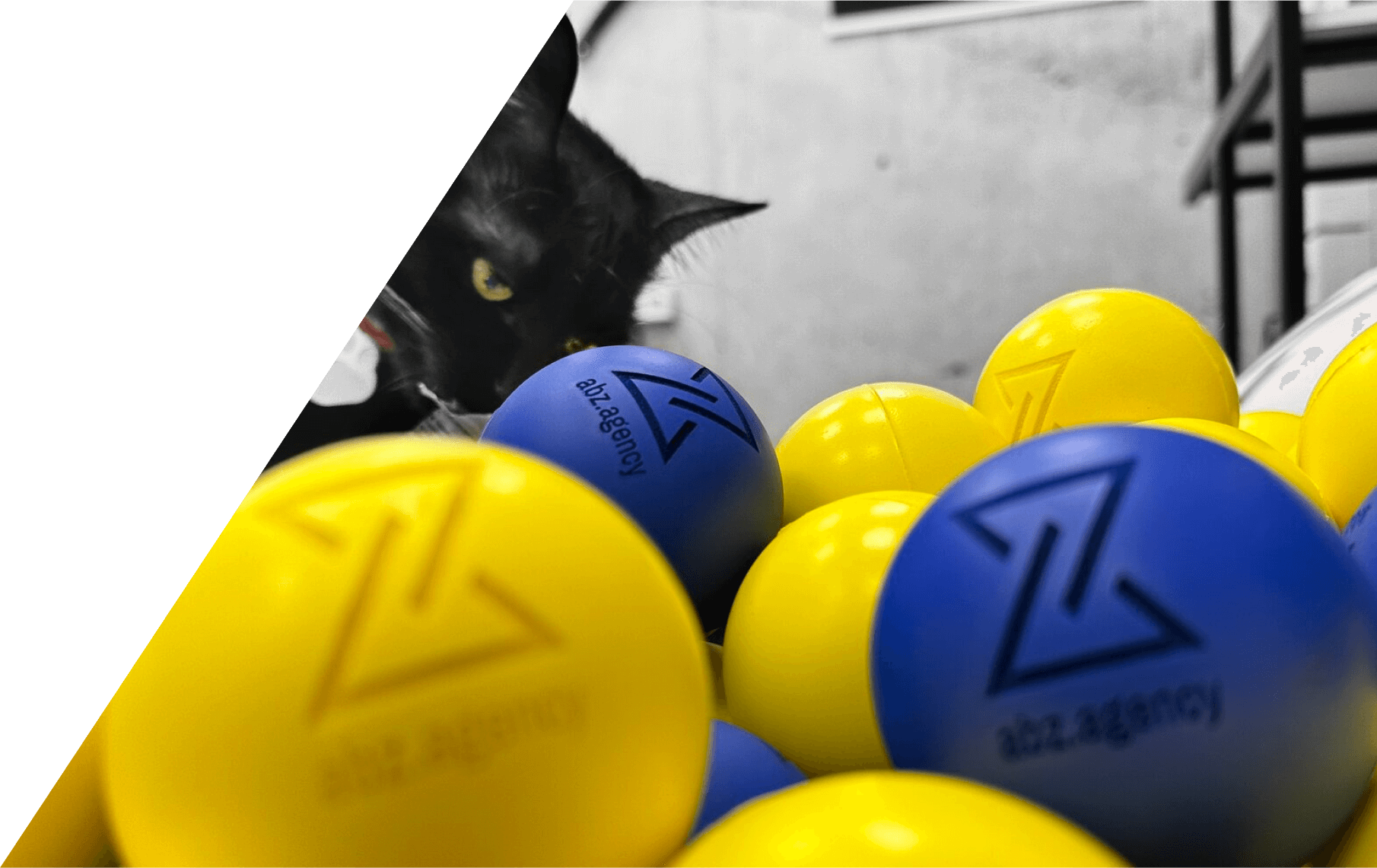 Balls of abz.agency® with a cat